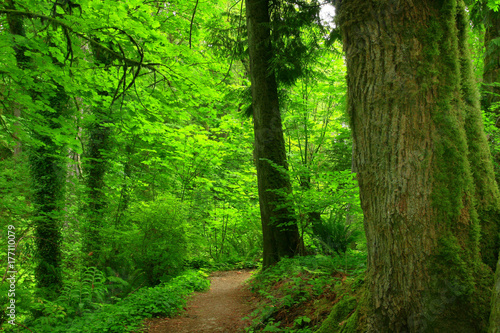 a picture of an Pacific Northwest forest trail