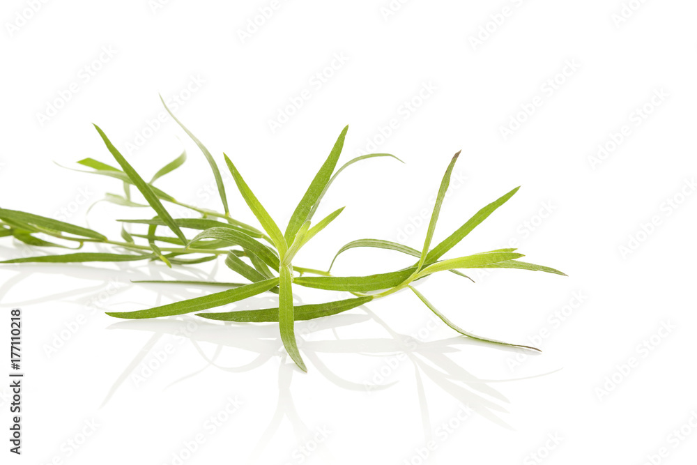 Fototapeta premium Estragon. Artemisia dracunculus