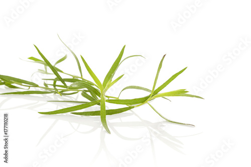 Estragon. Artemisia dracunculus