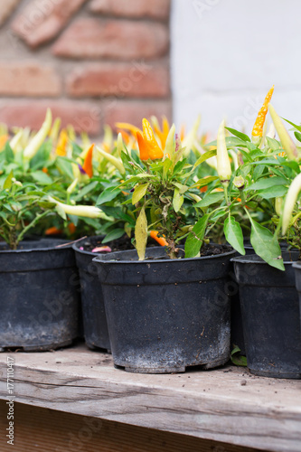 Small spicy pepper growing in a flowerpot, pot, pepper, greens, autumn, garden, harvest, vertical, soft selective focus