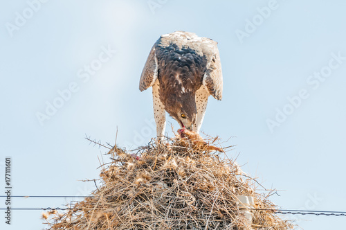 Martial eagle eating prey on communal bird nest photo