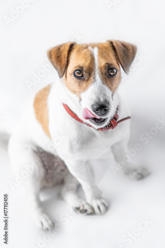 A close-up portrait of a cute small dog Jack Russell Terrier sitting with tongue out and looking into camera on white background