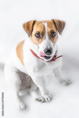 A close-up portrait of a cute small dog Jack Russell Terrier sitting with tongue out and looking into camera on white background © tanya69