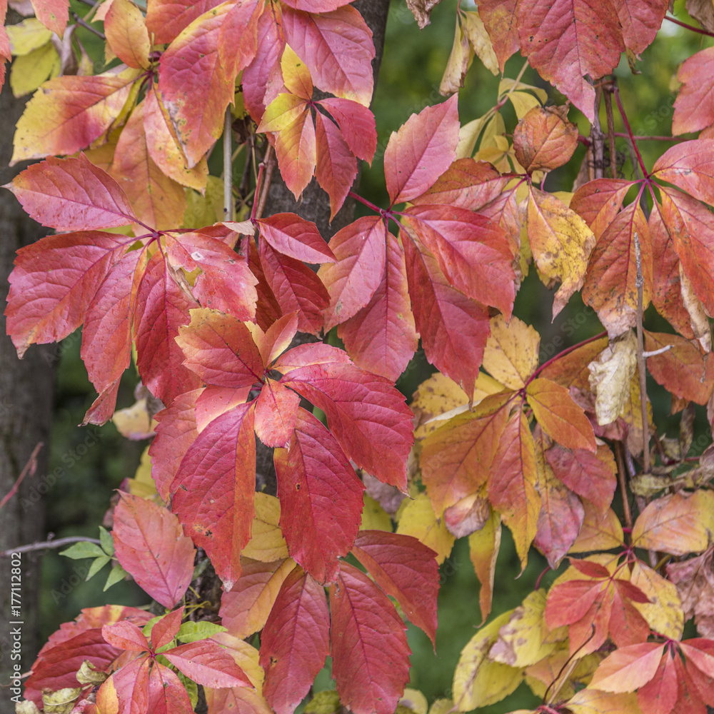 colorful leaves at the ground colorful leaves at the ground