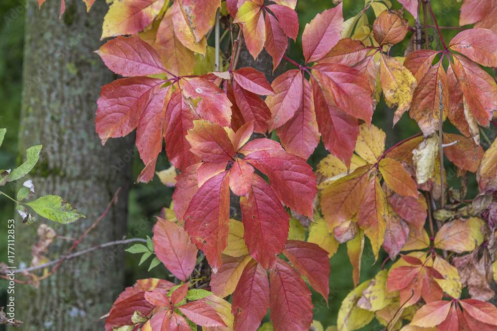 colorful leaves at the ground colorful leaves at the ground