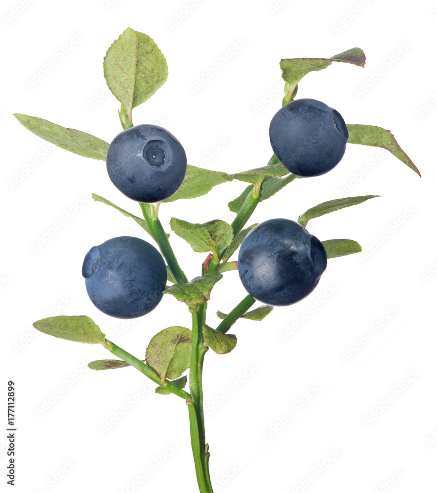 blueberry branch with four dark berries blueberry branch with four dark berries