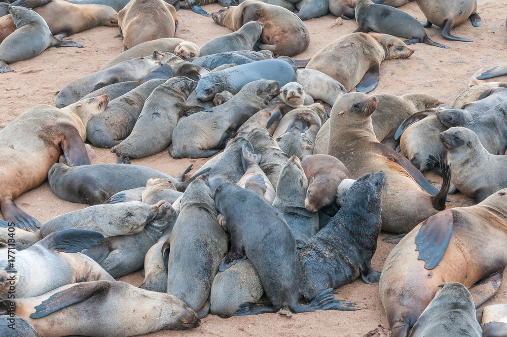 Fototapeta premium Creche of Cape Fur Seal pups at Cape Cross