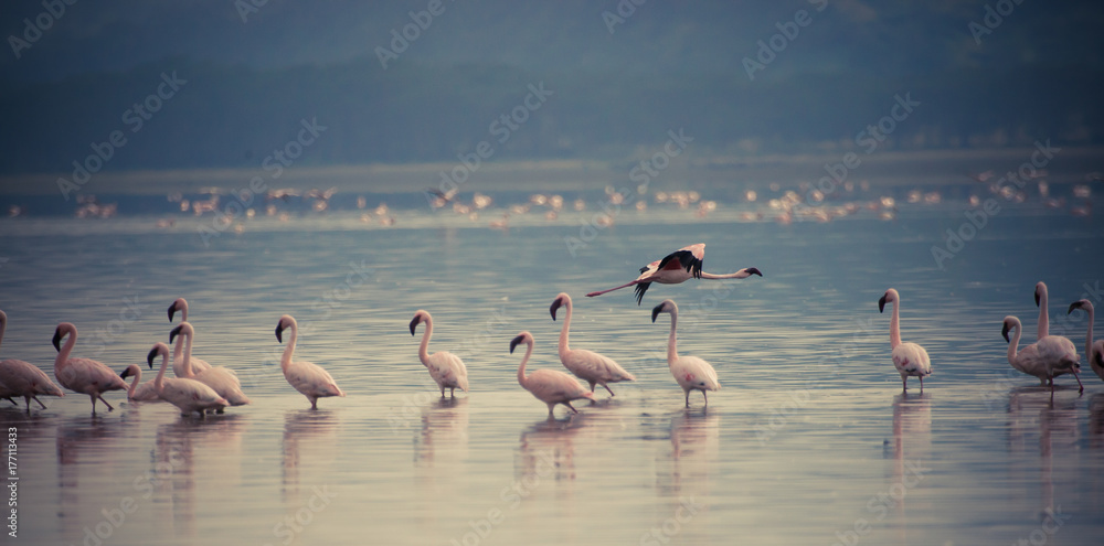 Flamingos flying along the shores of Lake Nakuru. Get together with your own #4
