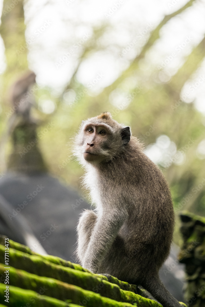 Adult Macaque Sits on a Mossy Wall in Front of Stone Structure Adult Macaque Sits on a Mossy Wall in Front of Stone Structure
