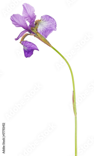 Fototapeta Naklejka Na Ścianę i Meble -  lilac iris isolated on white background
