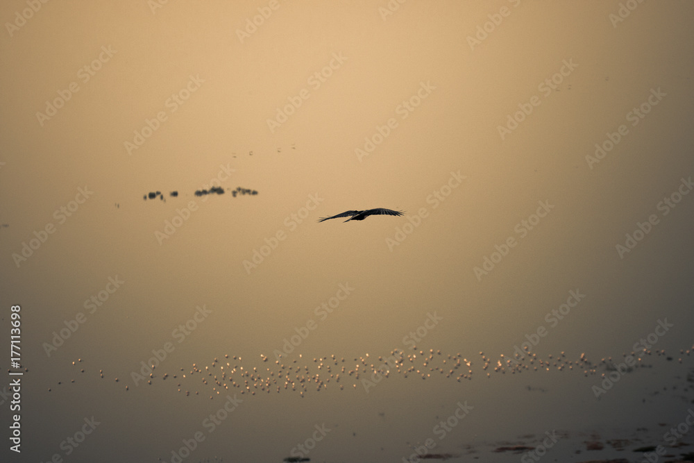 Landscape of the banks of Lago Nakuru seen from above with several species of different animals #2 Landscape of the banks of Lago Nakuru seen from above with several species of different animals #2