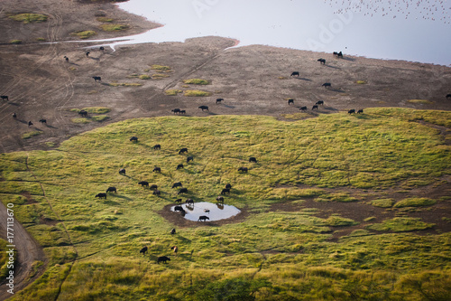 Landscape of the banks of Lago Nakuru seen from above with several species of different animals #4