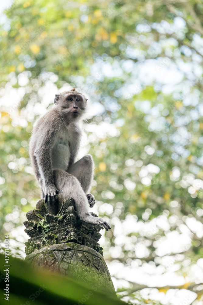Macaque Perched on a Stone Pillar Behind Mossy Wall