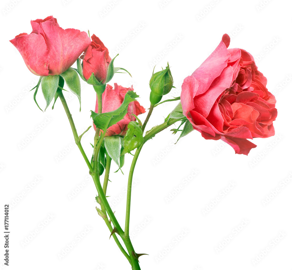 Fototapeta premium bush rose flower with small pink blooms on white