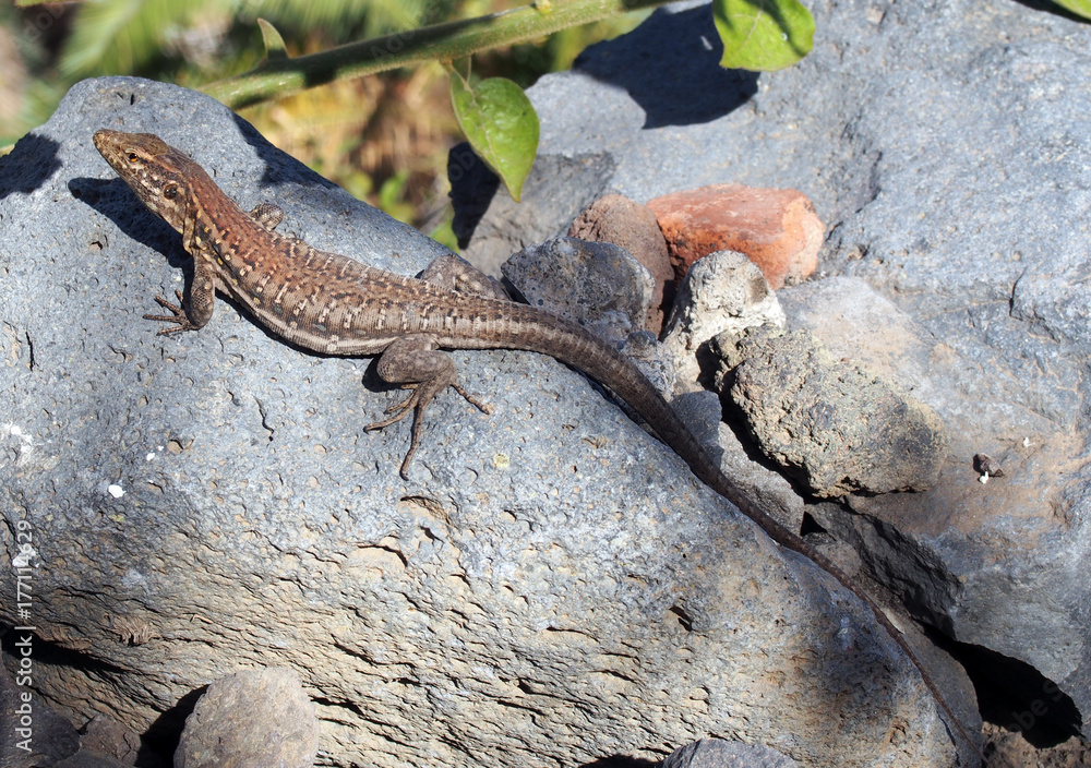 brown tenerife lizard basking on a rock in sunlight brown tenerife lizard basking on a rock in sunlight