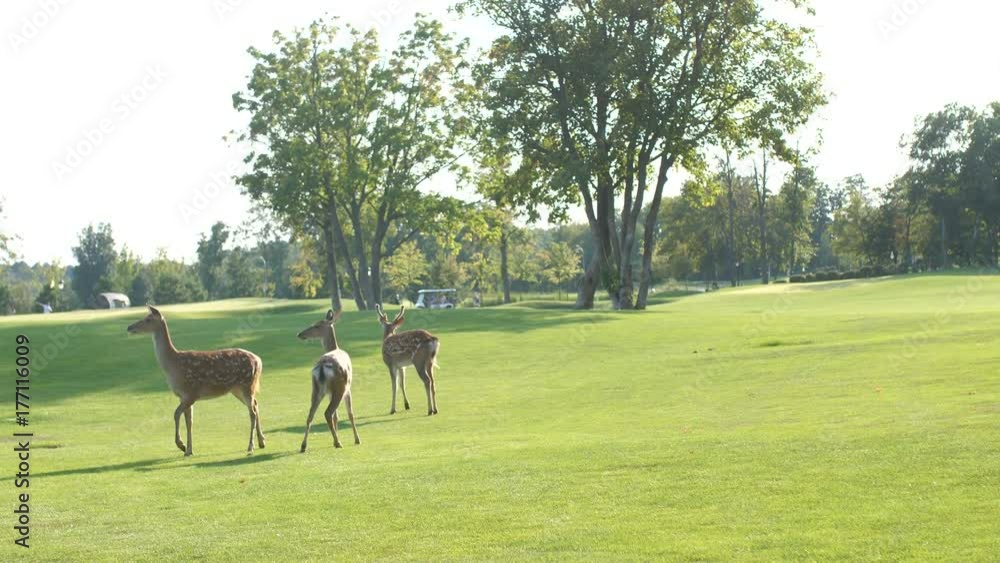 Wild animals are walking in the lawn. Wild animals are walking in the lawn.
