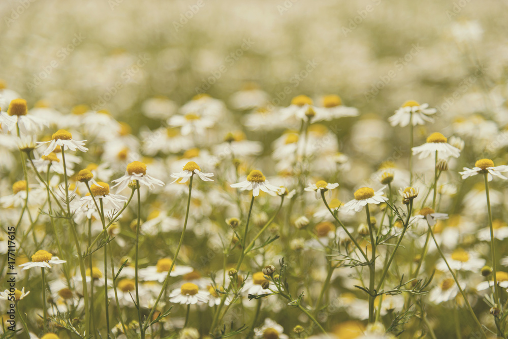 Blooming chamomile on the field