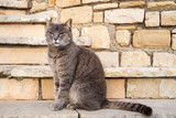 A gray cat sits near a wall of yellow stone.
