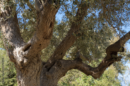 Landscape  Very old olive tree.