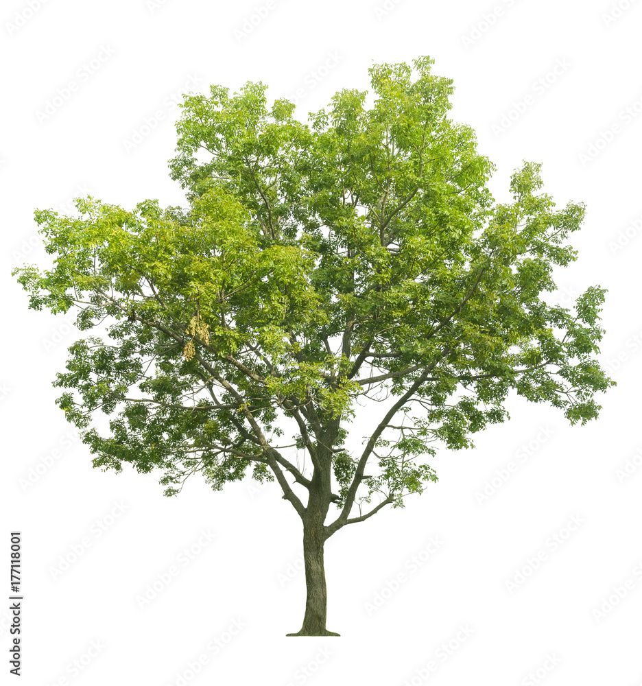 tree isolated on white background. tree isolated on white background.