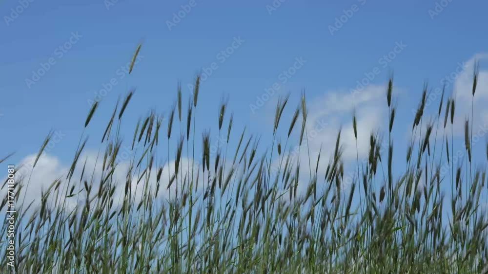 Campi coltivati di Orzo a Castelluccio di Norcia