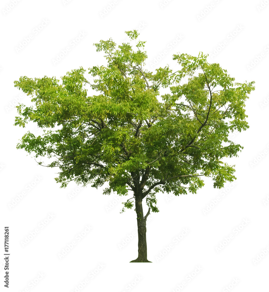 Obraz premium tree isolated on white background.