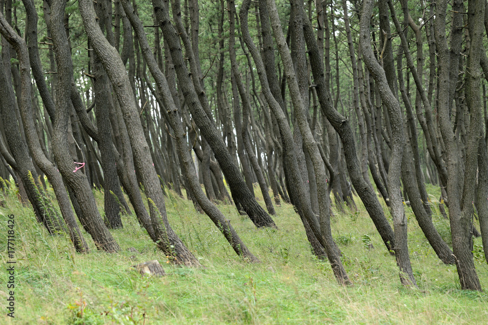 クロマツの防風林