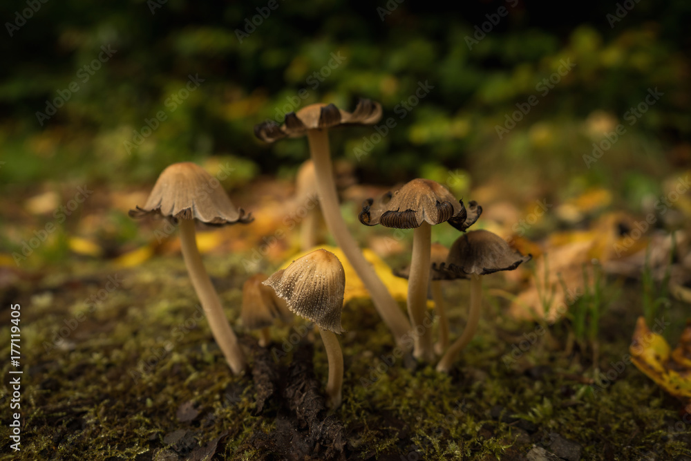 Mushrooms in the forest Mushrooms in the forest