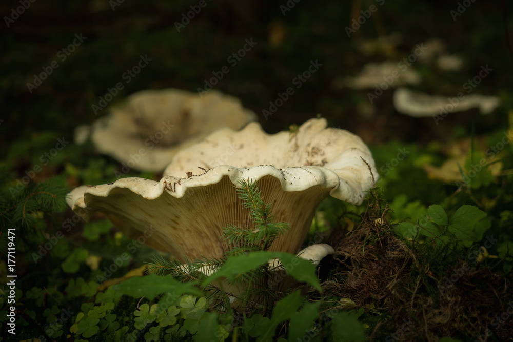 Fototapeta premium Mushrooms in the forest