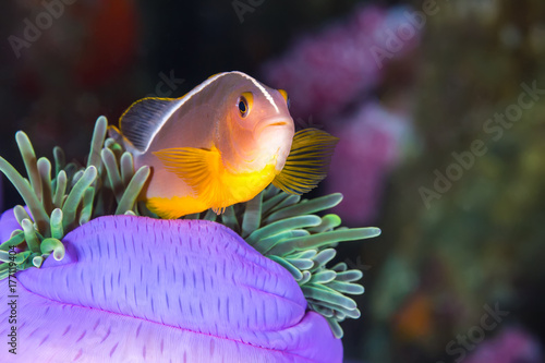 Pink Skunk Clownfish (Amphiprion perideraion)