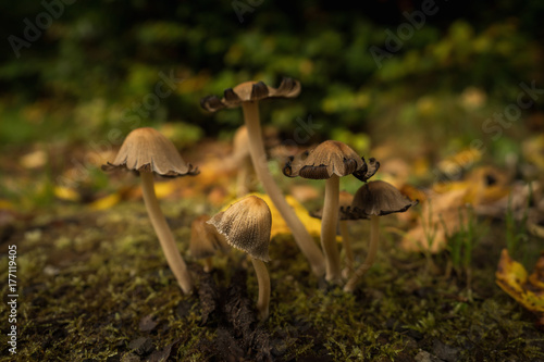 Mushrooms in the forest