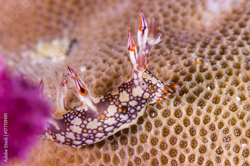 Bornella anguilla, Nudibranch, Sea Slug
