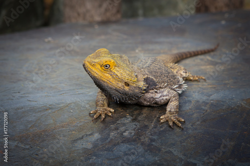 bearded dragon sitting on a rock