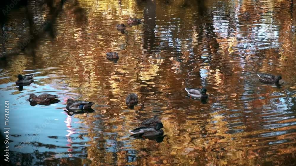 many ducks swimming in the autumn pond many ducks swimming in the autumn pond