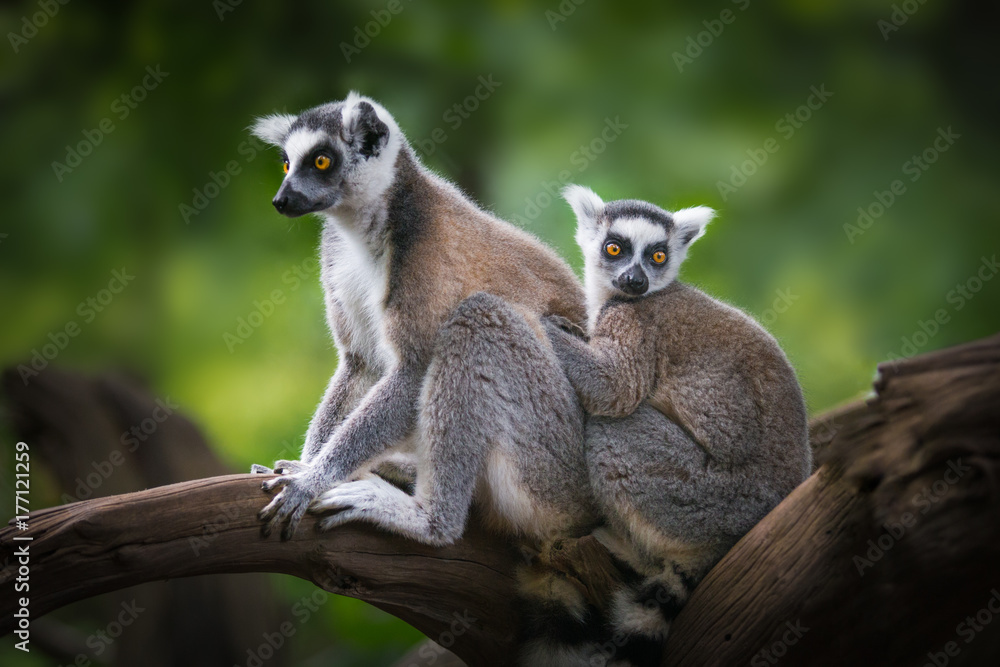 Obraz premium ring-tailed lemur and child sitting on a branch