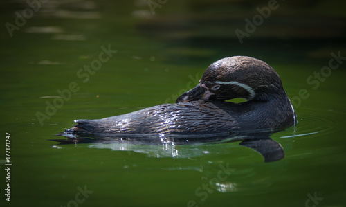 penguin floating in the water and arranging his feathers photo