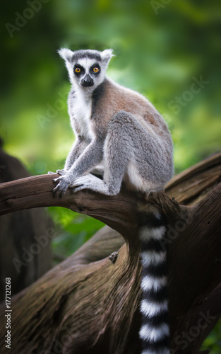 ring-tailed lemur sitting on a branch and staring