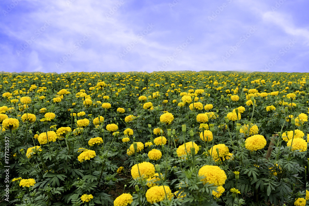 Naklejka premium Marigold flowers with blue sky.