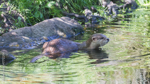 Small claw otter swimming