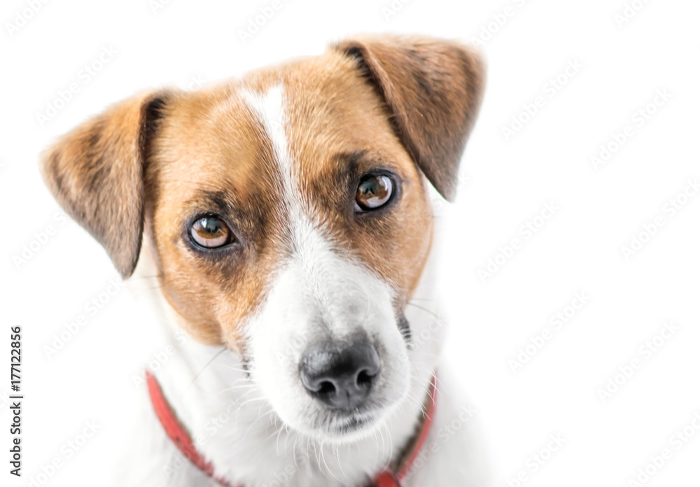 A close-up portrait of a beautiful cute small dog Jack Russell Terrier looking into camera on white isolated background. Studio shot