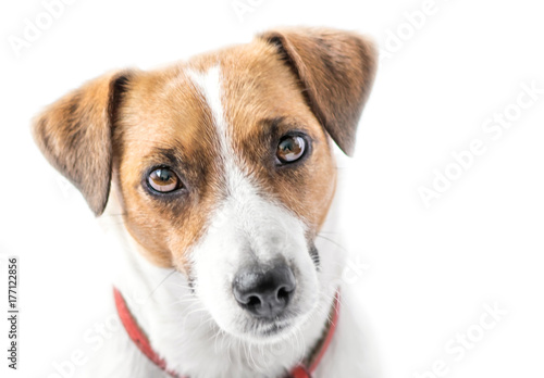 A close-up portrait of a beautiful cute small dog Jack Russell Terrier looking into camera on white isolated background. Studio shot