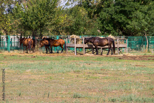 Horses in a paddock on farmyard © olyasolodenko