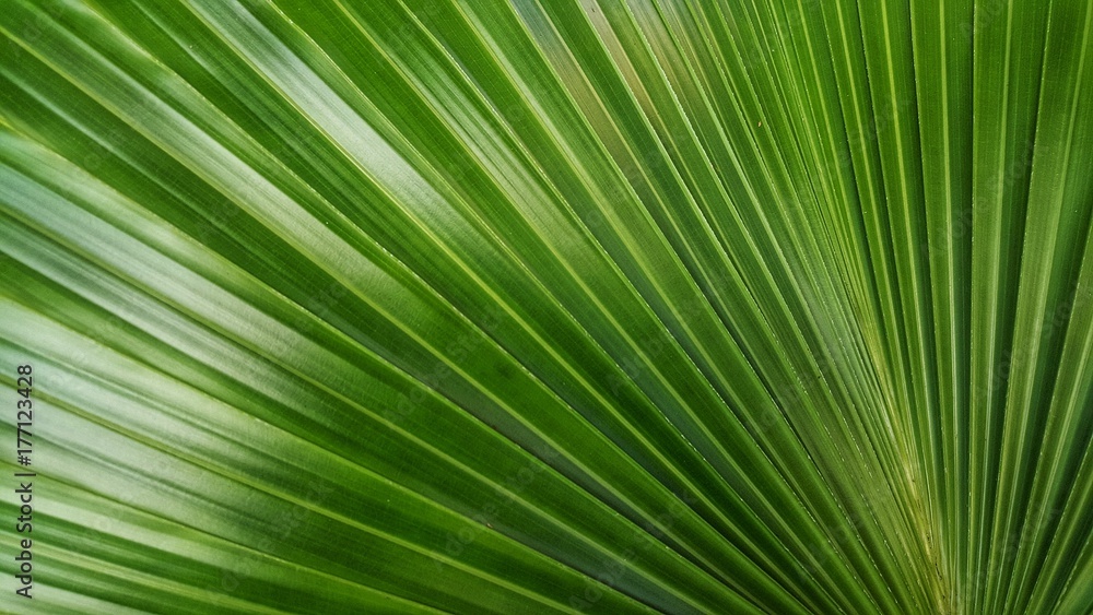 Abstract image of Green Palm leaves in nature
Abstract image of Green Palm leaves in nature