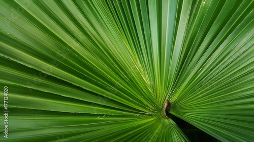 Abstract image of Green Palm leaves in nature   © patita88