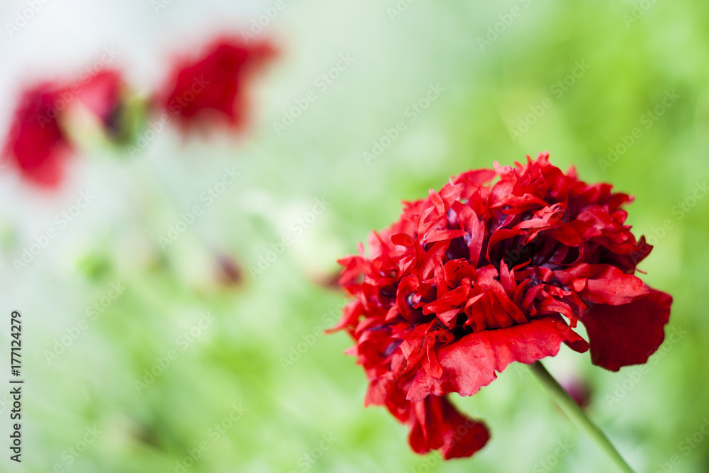 Big red poppy flower on a green background Big red poppy flower on a green background
