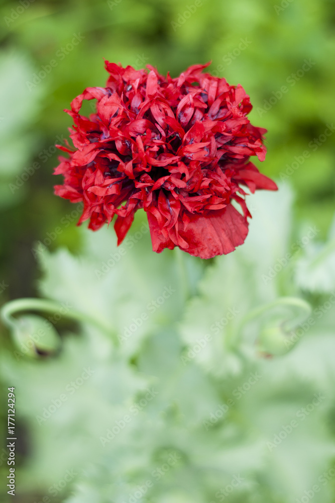 Big red poppy flower on a green background Big red poppy flower on a green background