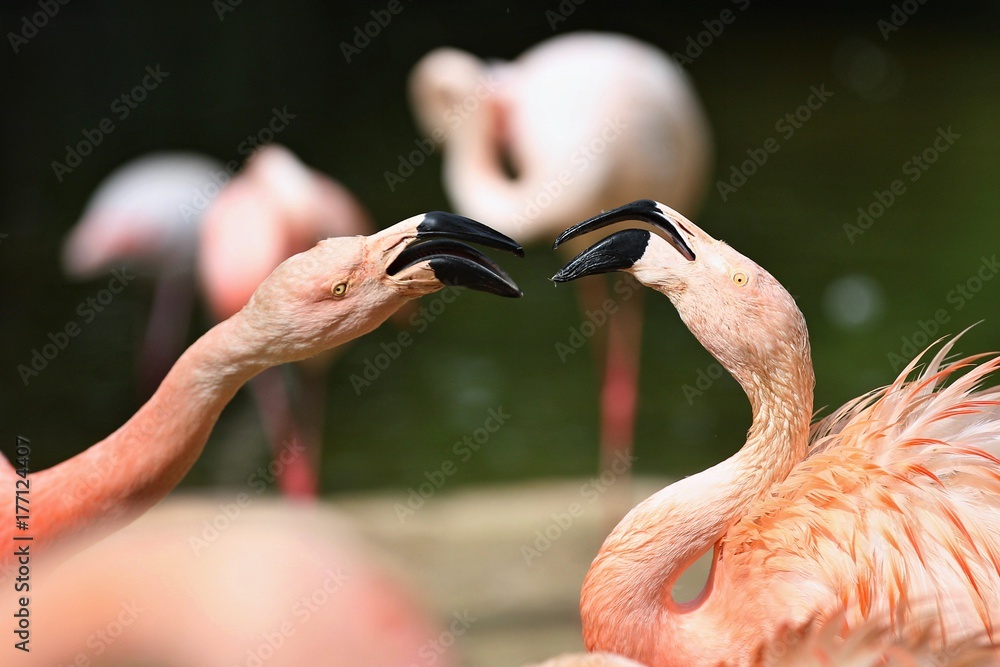 Beautiful pink flamingos fight in the nature looking habitat. Rare animals  in captivity. Great and colourful birds in the water. Phoeniconaias. Stock  Photo | Adobe Stock