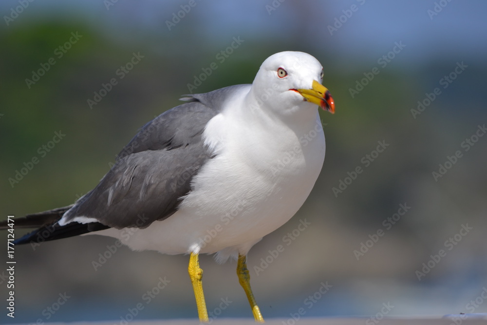 ウミネコ ウミネコ