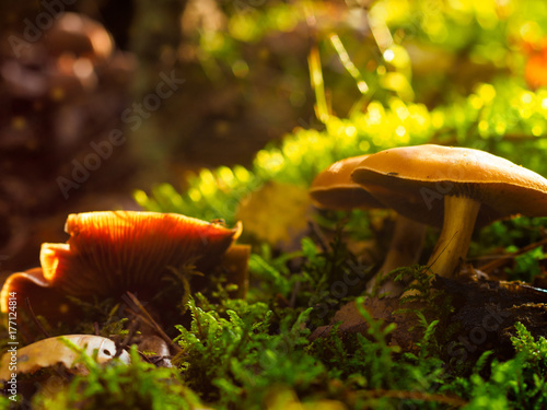 Mushrooms in the forest on the green grass in the autumn morning.