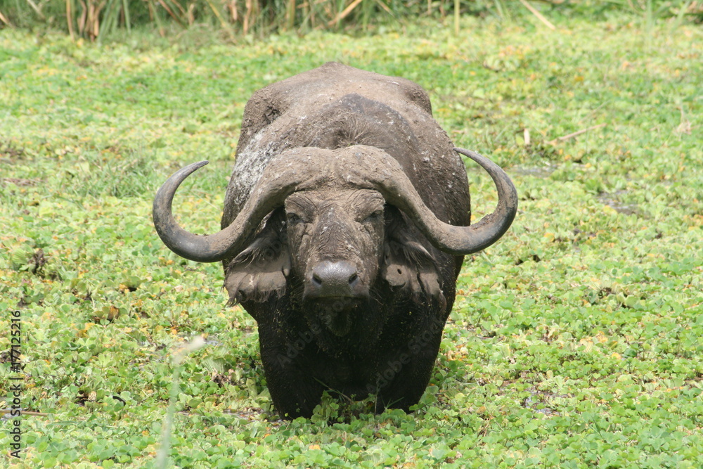 Buffalo Buffalo